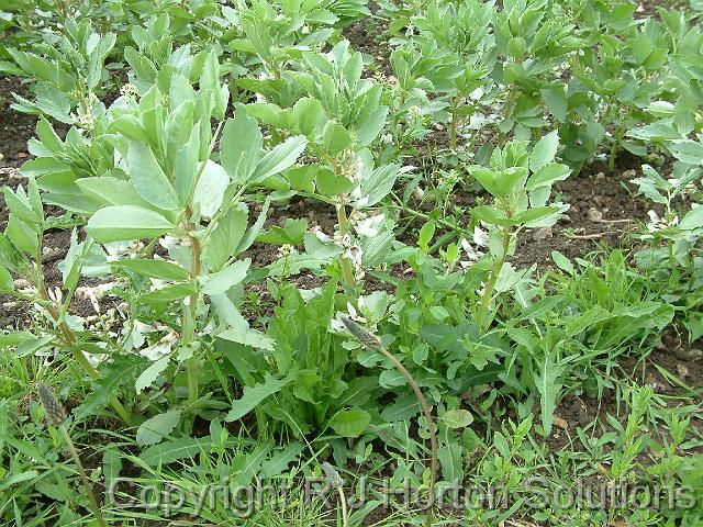 Broadbeans 1